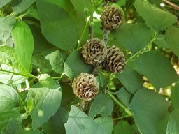 Rita offene Gartentor